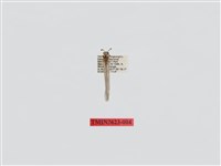 藏品(臀腋蟻蛉)的圖片